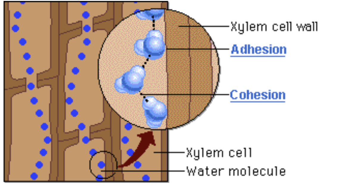 * Nutrients are actively pumped into the xylem, __concentration increases__, water molecules follow by __osmosis__ → creates **root pressure**, __pushes the xylem sap upward__ 
* Capillary action also helps the xylem sap rise
* Column of water is held together by cohesion, rises because of adhesion 
* The xylem sap moves from one xylem tube to another through pits in the cell wall of the xylem cells
  * The pits allow the sap to move out into the surrounding tissue 
  * Ensures that all cells in the plant body receive water. and nutrients 