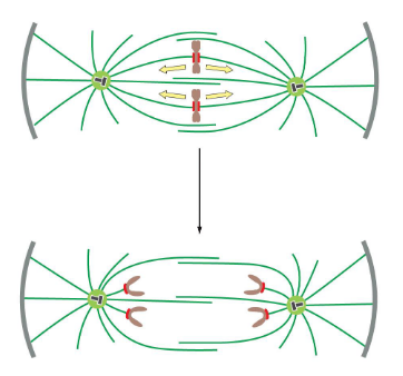 <p>kinetochore microtubules shrink; centrosomes move apart</p>