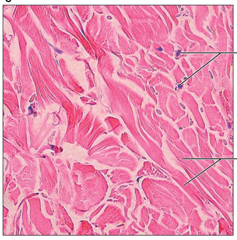 <p>What tissue is this</p>