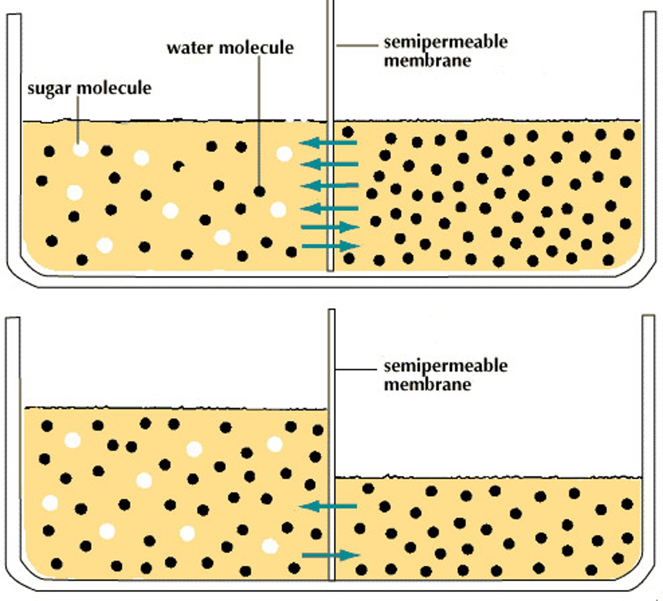 <p>the net movement of water molecules from a region of higher water potential (low solute concentration), to an area of lower water potential (high solute concentration), through a semi-permeable membrane with passive transport</p>