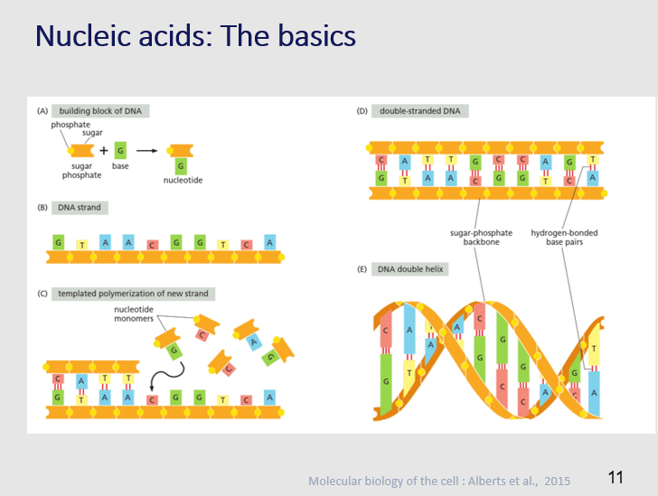 <p><mark data-color="purple">Nucleic acids: the basics</mark></p><p>Can you provide labels, descriptions, and an explanation of the elements within this diagram, detailing what it represents or illustrates?</p><p><mark data-color="green">Lecture Slide 11</mark></p>