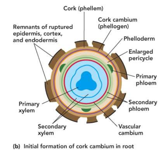 <p>Endodermis and pericycle </p><ul><li><p>Endodermis-filtering no longer needed</p></li><li><p>Pericycle-no more branch roots</p></li><li><p>Outer layer of enlarged pericycle gives rise to the first cork cambium forms periderm</p></li></ul><p></p>