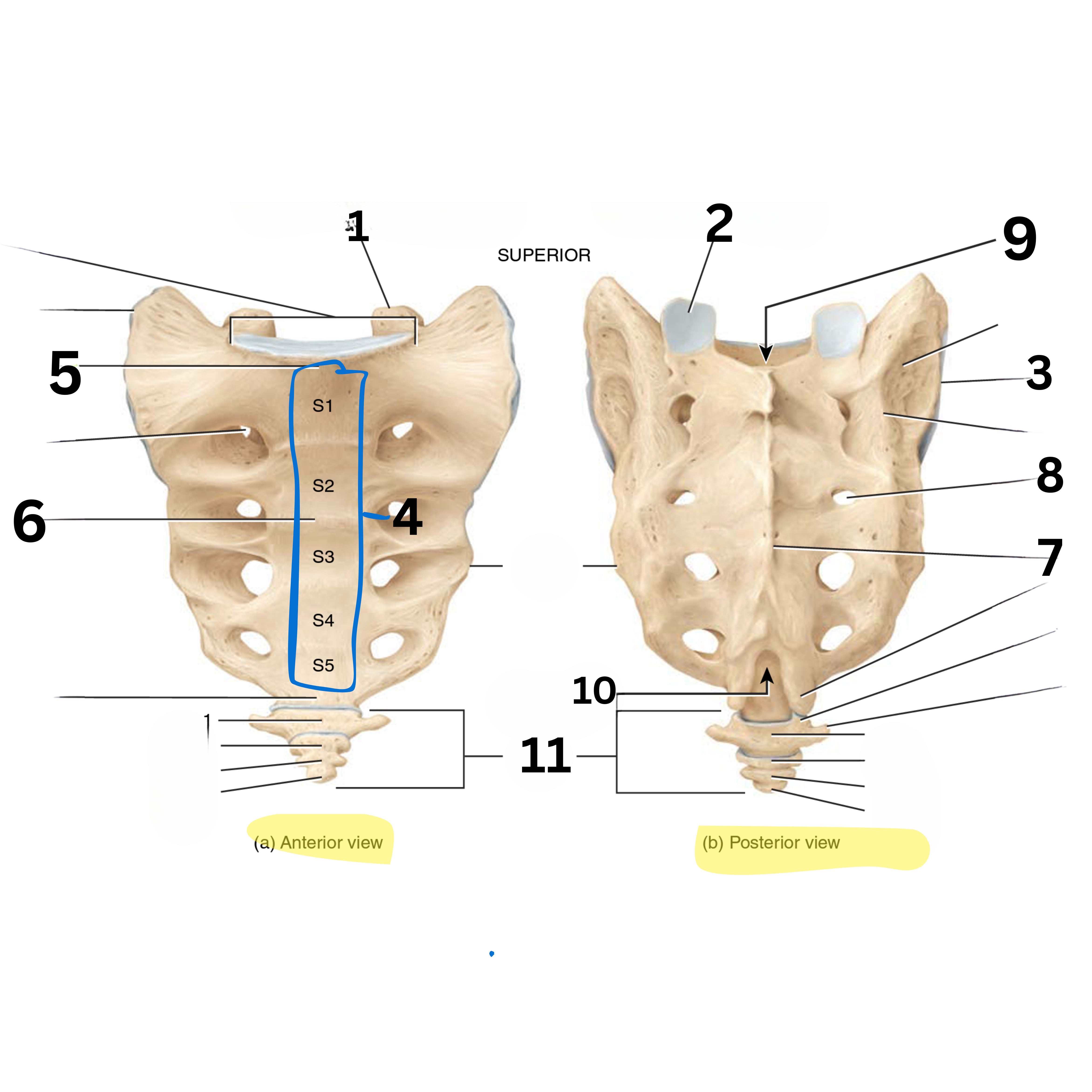 <p>11</p>