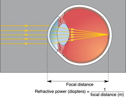 <ul><li><p>Light enters the eye through the cornea, focuses on the retina, and forms an image</p></li><li><p>Light enters the eye perpendicular to the corneal surface → Light passes straight to the retina</p></li><li><p>Light enters the eye at angle other than perpendicular to the corneal surface → Light rays are bent such that they converge on the back of the retina</p></li><li><p>Cornea has a refractive power of 42 diopters</p></li><li><p>Lens shape changes to provide extra focusing power and make crisp images of objects closer than 9 meters</p></li></ul>