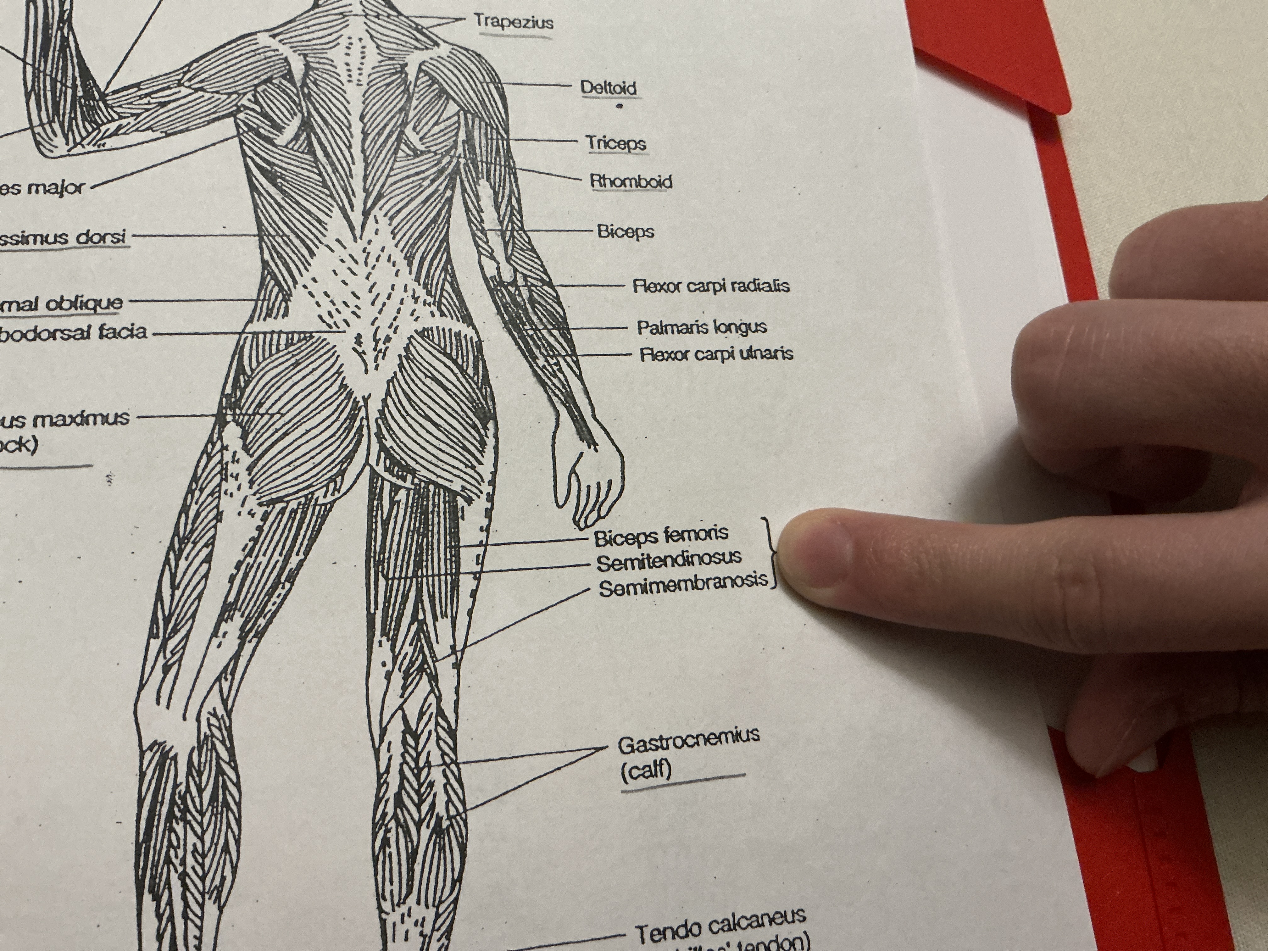 <p><span><mark data-color="#000000" style="background-color: rgb(0, 0, 0); color: inherit;"><span>a group of three muscles located </span></mark></span><strong><mark data-color="#000000" style="background-color: rgb(0, 0, 0); color: inherit;">in the posterior compartment of the thigh, running from the pelvis to below the knee</mark></strong></p>