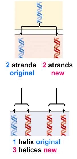 2 strands original 2 strands new 