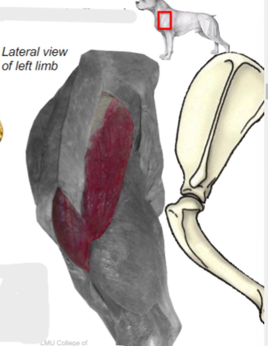 <p>What are the 2 parts of the deltoideus muscle?</p>
