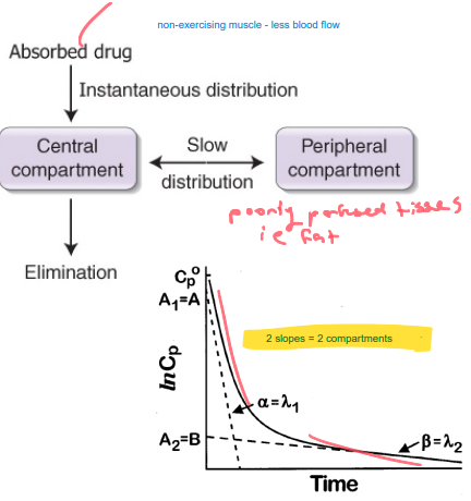 2 compartment model