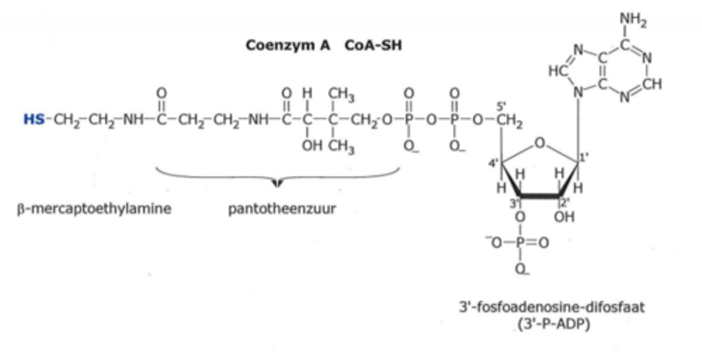 <p>Het heeft een reactieve thiolgroep (HS links), die als acylcarrier kan werken. Zodra een acylgroep covalent gebonden is, ontstaat er een grote deltaG voor hydrolyse. Hierdoor zal het COA de acylgroep kunnen doneren.</p>