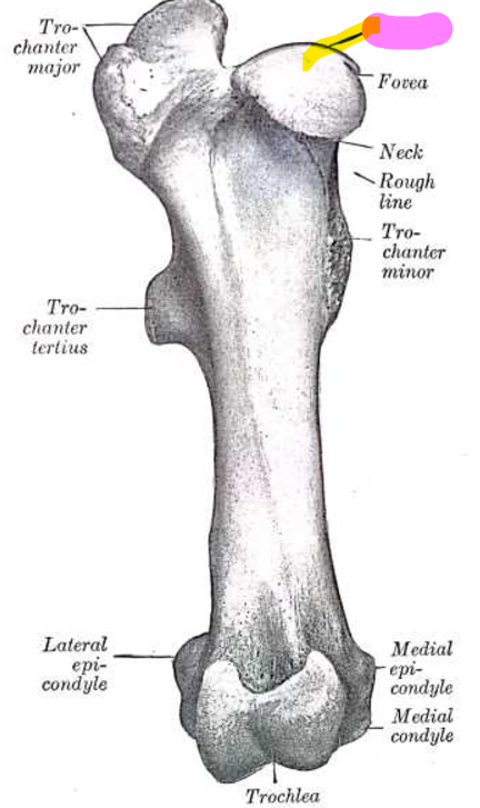 <p>Connects w/ acetabulum</p>