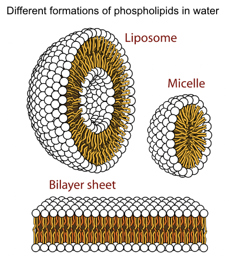 <p>Liposome, Micelle, Bilayer sheet</p>