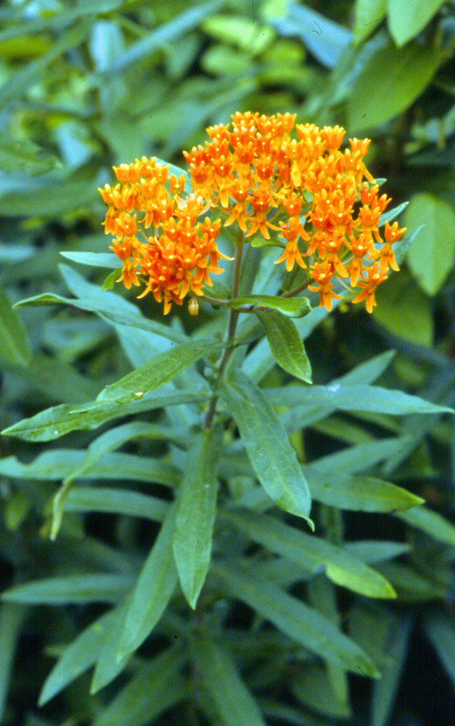 What is this?