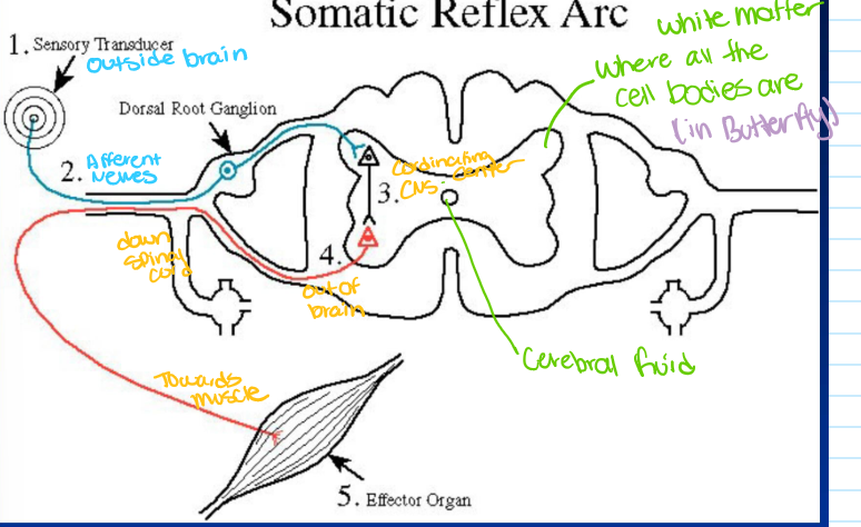 <p>somatic (skeletal muscle) reflex arcs pt 5</p>