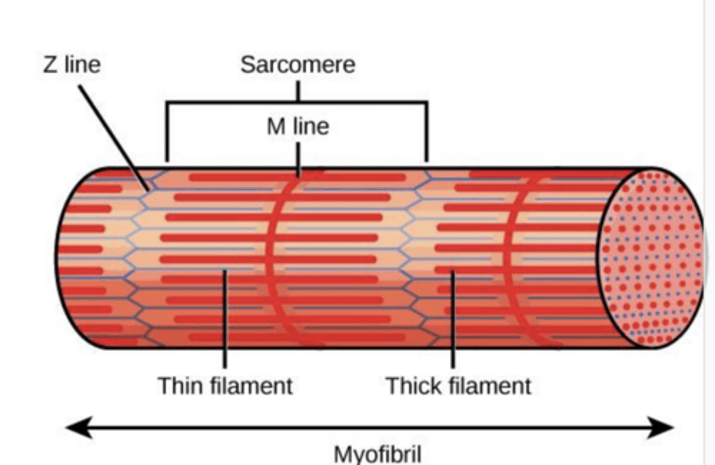 <p>Fixed protein structures that anchor the actin filaments and defines the boundaries of the sarcomere</p>