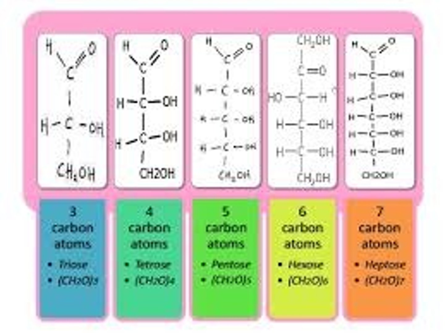 <p>Trioses are sugar monomers made up of three carbons.</p><p>Tetroses are sugar monomers made up of four carbons.</p><p>Pentoses are sugar monomers made up of five carbons.</p><p>Hexoses are sugar monomers made up of six carbons.</p>