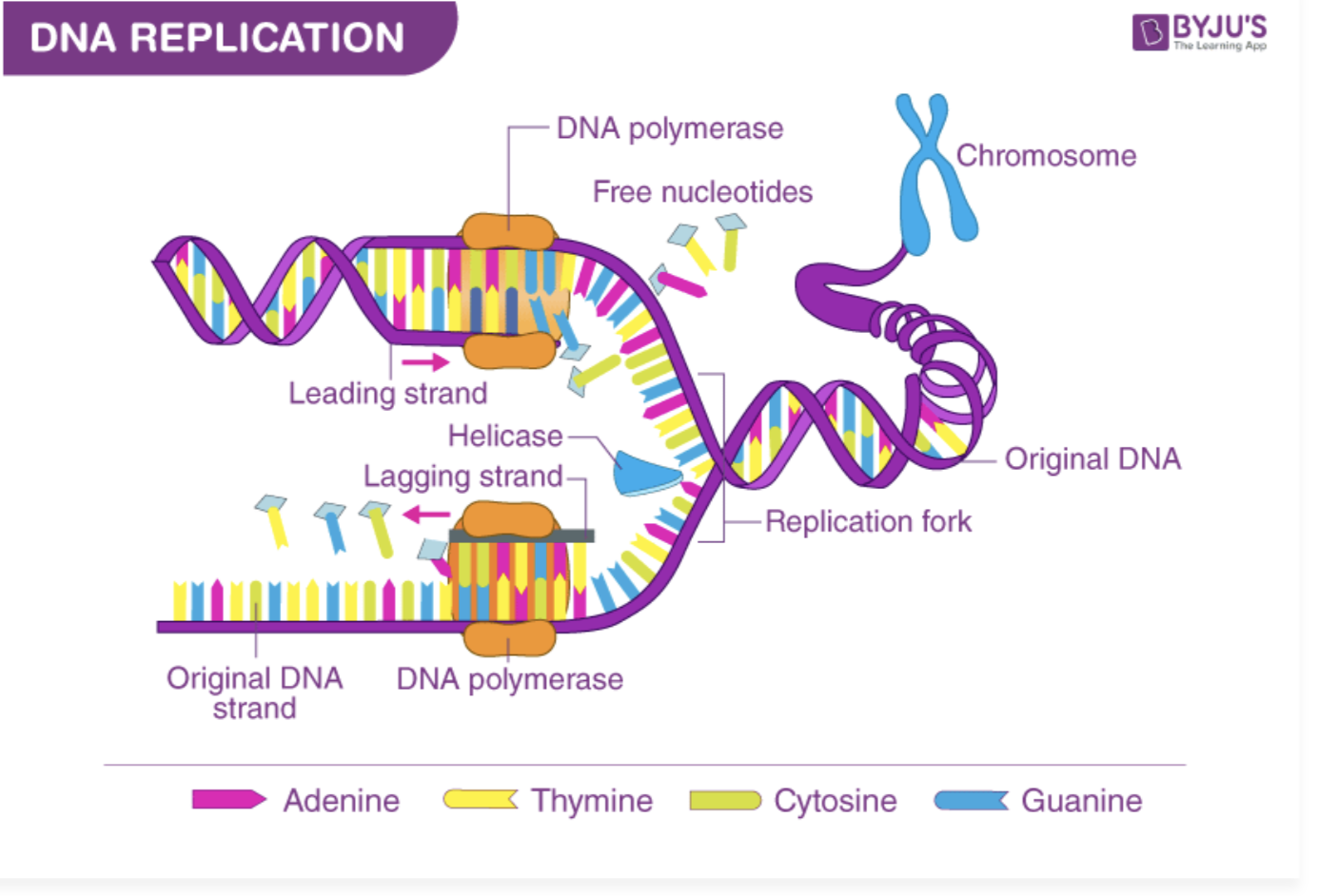 <p>DNA replication</p>