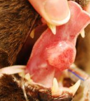 <p><strong>Summary table for oral tumors in cats </strong></p><ol><li><p>frequency = 70-80%</p></li><li><p>median age yrs = 10-12 yrs</p></li><li><p>site predilection = tongue, pharynx, tonsils</p></li><li><p>LN mets = rare</p></li><li><p>distant mets = rare</p></li><li><p>gross appearance = proliferative, ulcerated</p></li><li><p>Sx response = poor :( </p></li><li><p>RT response = poor :(</p></li><li><p>Best tx = surgery and RT </p></li><li><p>Cause of death = local disease</p></li></ol><p></p>