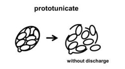 <p>-pojedyncza ściana która ulega lizie, zarodniki wypadają<br>-np. drożdze (<em>Saccharomycetes cervisiae</em>)</p>