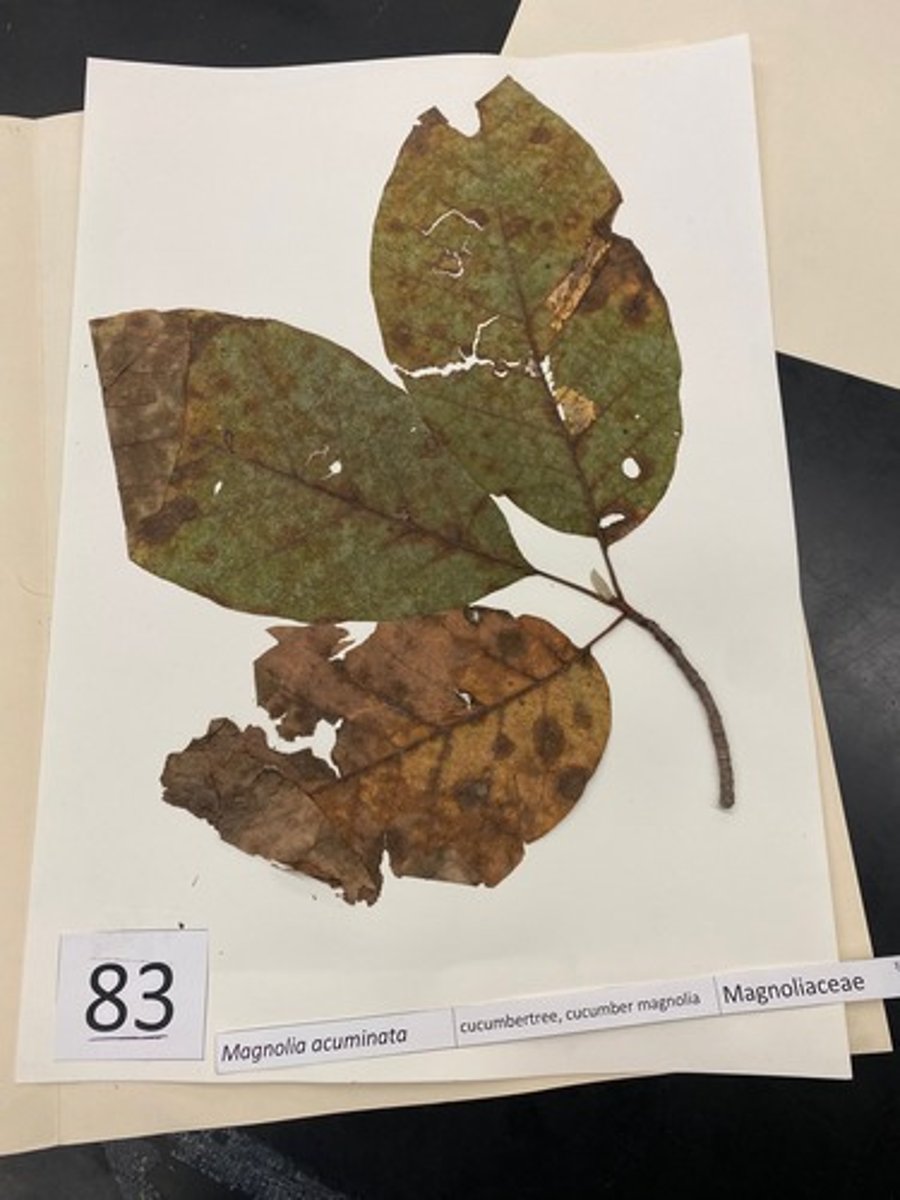 <p>Magnolia acuminata (Magnoliaceae)</p>