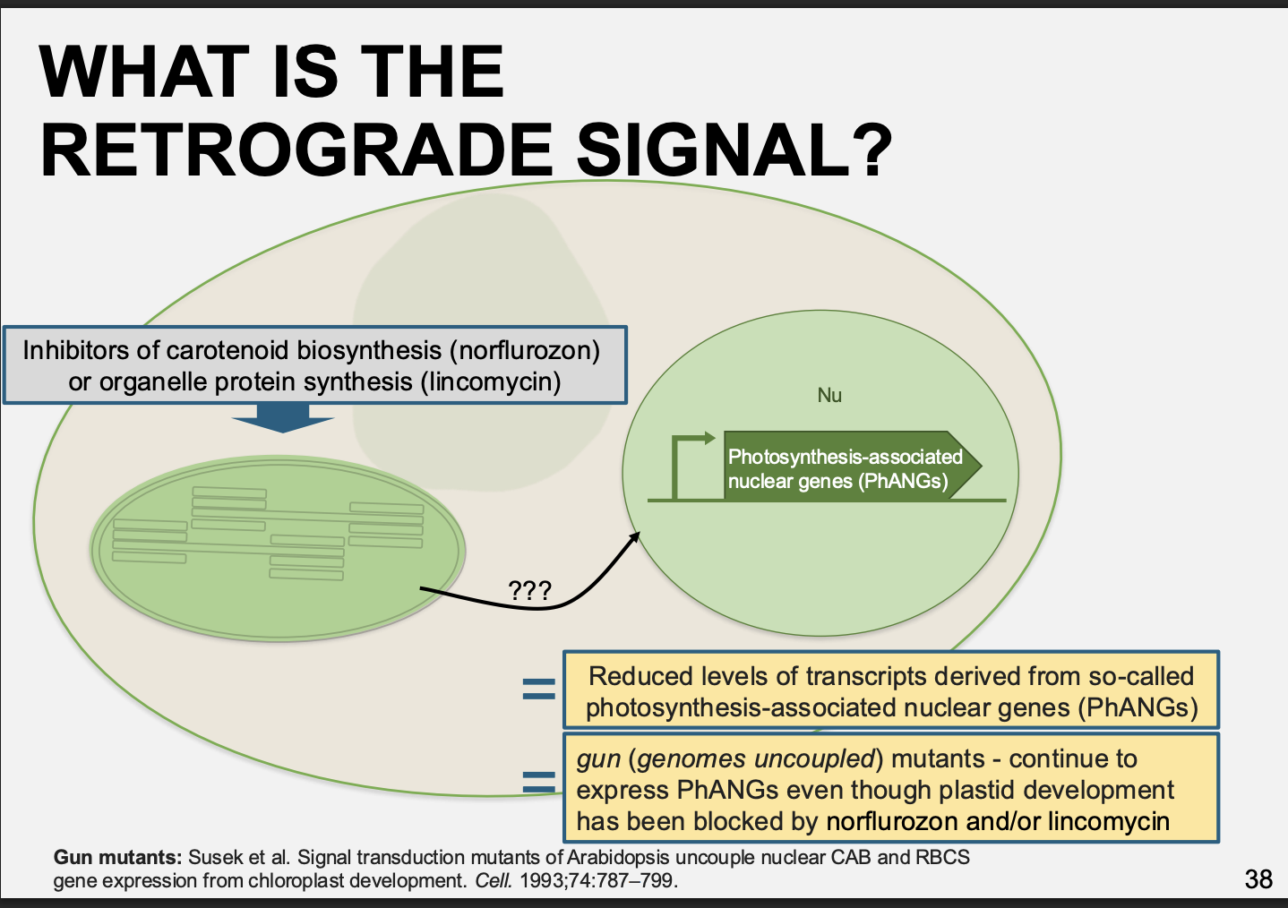<ul><li><p>mutant libraries</p></li><li><p>identified → ‘gun’ mutants</p><ul><li><p><strong>gun= genomes uncoupled</strong> mutants</p></li></ul></li><li><p>These contiued to express PhANGs even thorugh plastid development has been blocked by the treatments</p></li><li><p>What did this identfify:</p><ul><li><p>these genes are involved in <strong>tetrapyrrol biosynthesis</strong>→ which include haem</p></li></ul></li></ul><p><em>i.e: found mutatns that allowed genes to be expressed even thorugh the chloroplast was dyring </em></p><p><em>→ note: hard to work with→ have to work with seedlings coz can’t phoyosynthesise</em></p><p><em>so these mutants mean the nucleus encoded the chloroplast genes anyway, even though there was no retrograde signal from the chloroplast coz they were dying</em></p>