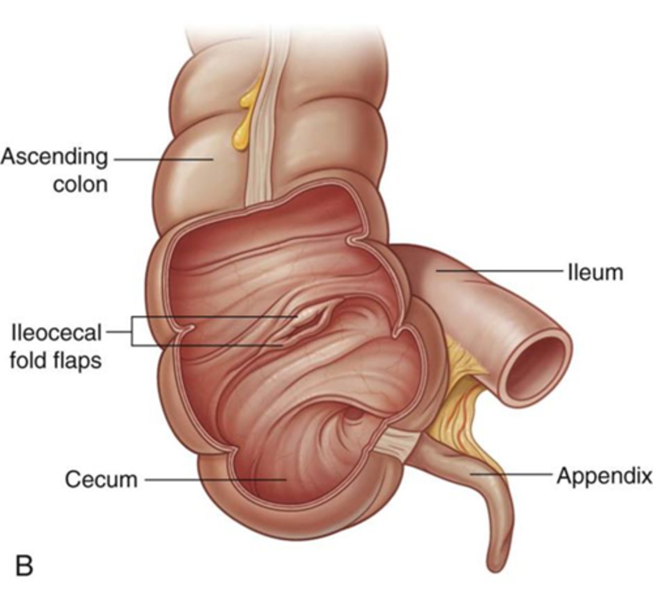 <p>longitudinal muscles that aid in the process of peristalsis</p><p>If you follow it will lead you to the appendix</p>