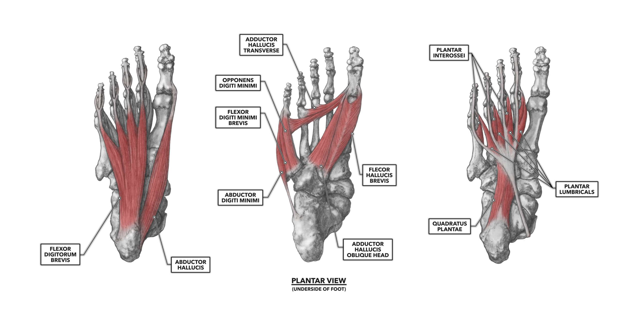 <p>What muscle runs medial-lateral across the metatarsal heads?</p>