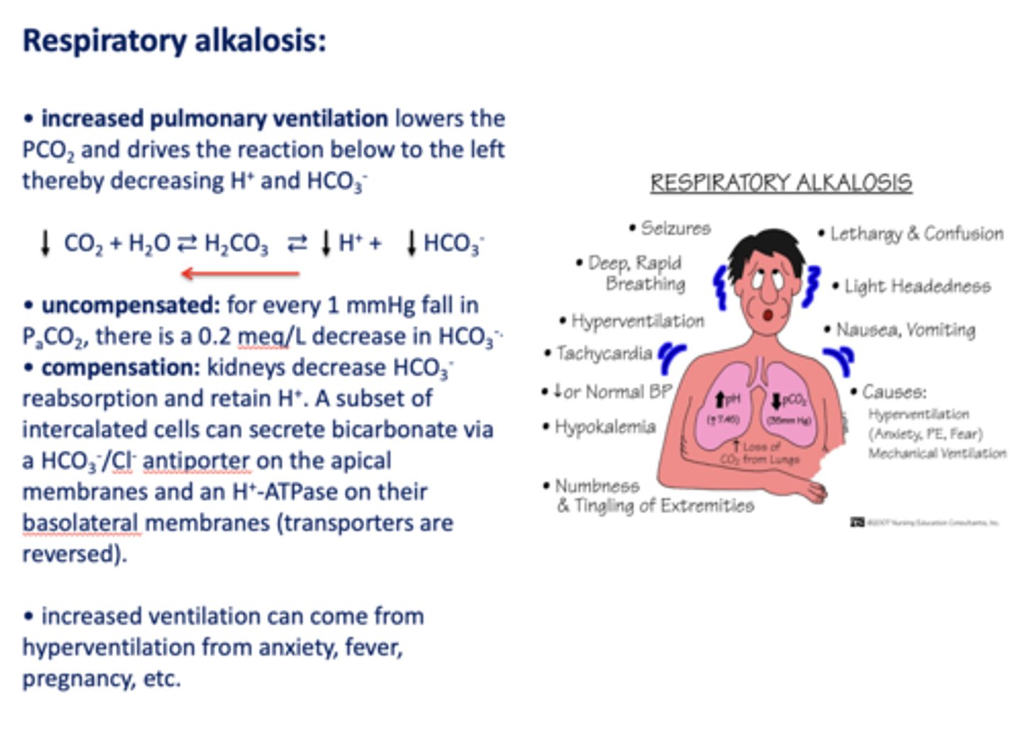 <p>- Kidneys decrease HCO3- reabsorption</p><p>- Retain H+</p>