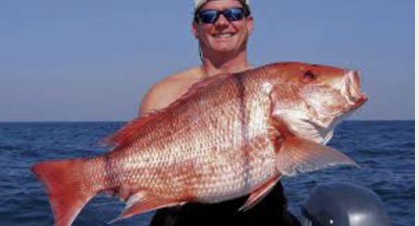 <p>snapper</p>