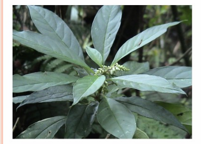 <p>Viễn chí Xiberi</p>