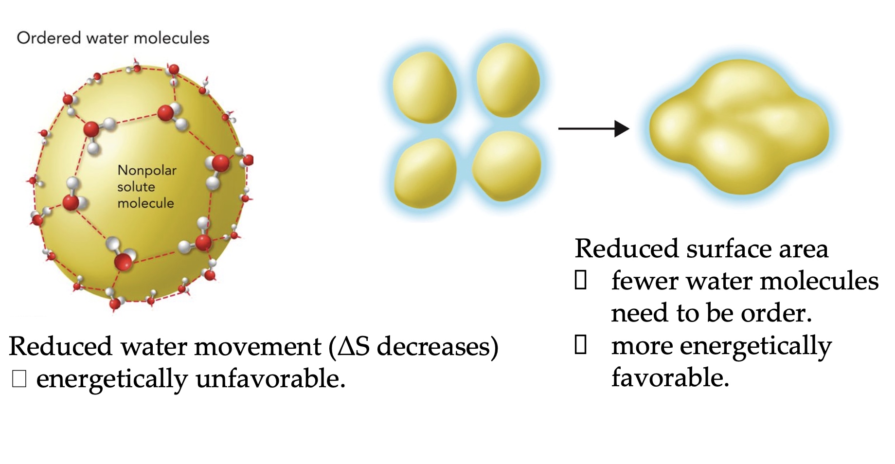 <p>Due to the tendency for nonpolar molecules to pack close together away from water.</p><p>Ex: protein folding, protein-protein association, formation of lipid micelles, enzyme-substrate complex formation.</p>