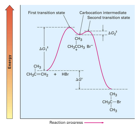 <p>depicts energy changes during the progress of the reaction</p>