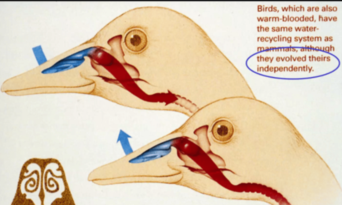 <p>scroll-like cartilages covered with highly vascular mucous membranes</p>
