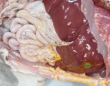 <p>Name this post mortem change</p>