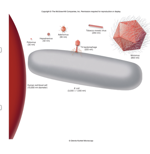 <ul><li><p>Viruses have nucleic acids</p><ul><li><p>can be DNA or RNA, but never both</p></li><li><p>can be single or double stranded, but never both</p></li><li><p>viral DNA can be circular or linear</p></li><li><p>viral RNA can only be linear</p></li></ul></li><li><p>Viruses are 100 to 1,000x smaller than the cells they infect</p><ul><li><p>10nm – 500nm</p></li></ul></li></ul><p></p>
