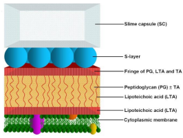 <p>Estrutura cristalina, composta por proteínas ou glicoproteínas, ancorada à parede celular nas bactérias Gram positivas ou à membrana externa nas bactérias Gram negativas. Devido à sua rigidez providencia suporte estrutural e permite que a célula suporte a pressão interna e mantenha a forma. A estrutura definida e a forma dos poros permite que funcione como uma barreira de permeabilidade seletiva. </p>