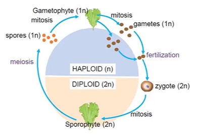 <ul><li><p>usually 1n (haploid)</p></li><li><p>produces gametes through mitosis which will fertilize to make a zygote</p></li></ul><p></p>