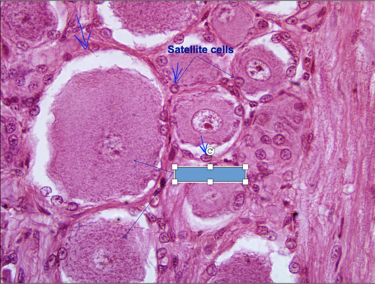<p>Identify the structure</p>