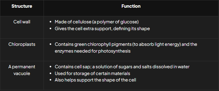 <ul><li><p><strong>Cell wall</strong></p></li><li><p><strong>Chloroplasts</strong></p></li><li><p><strong>Permanent vacuole</strong></p></li></ul><p></p>