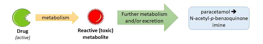 <ul><li><p>Cellular Damage & Toxicity </p></li><li><p>W<span><span>hen produced in high enough quantities e.g. paracetamol</span></span></p></li></ul><p></p>