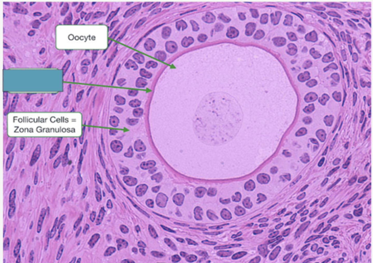 <p>Identify the structure</p>