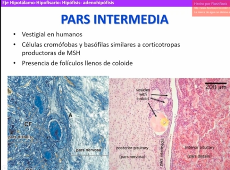 <ul><li><p>Vestigial en humanos</p></li><li><p>Celulas cromófabas y basofilas similares a las corticotropas productoras de MSH (hormona estimulante de melanocitos)</p></li><li><p>Presencia de foliculas llenos de coloide</p></li></ul>