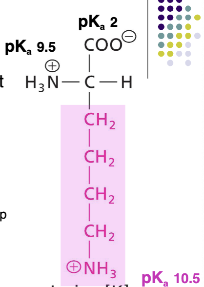 <p>Positively charged R at pH 7, basic AA, additional amono group (R), , H-bond donor, very polar</p>