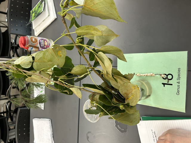 <p>Populus trichocarpa</p>