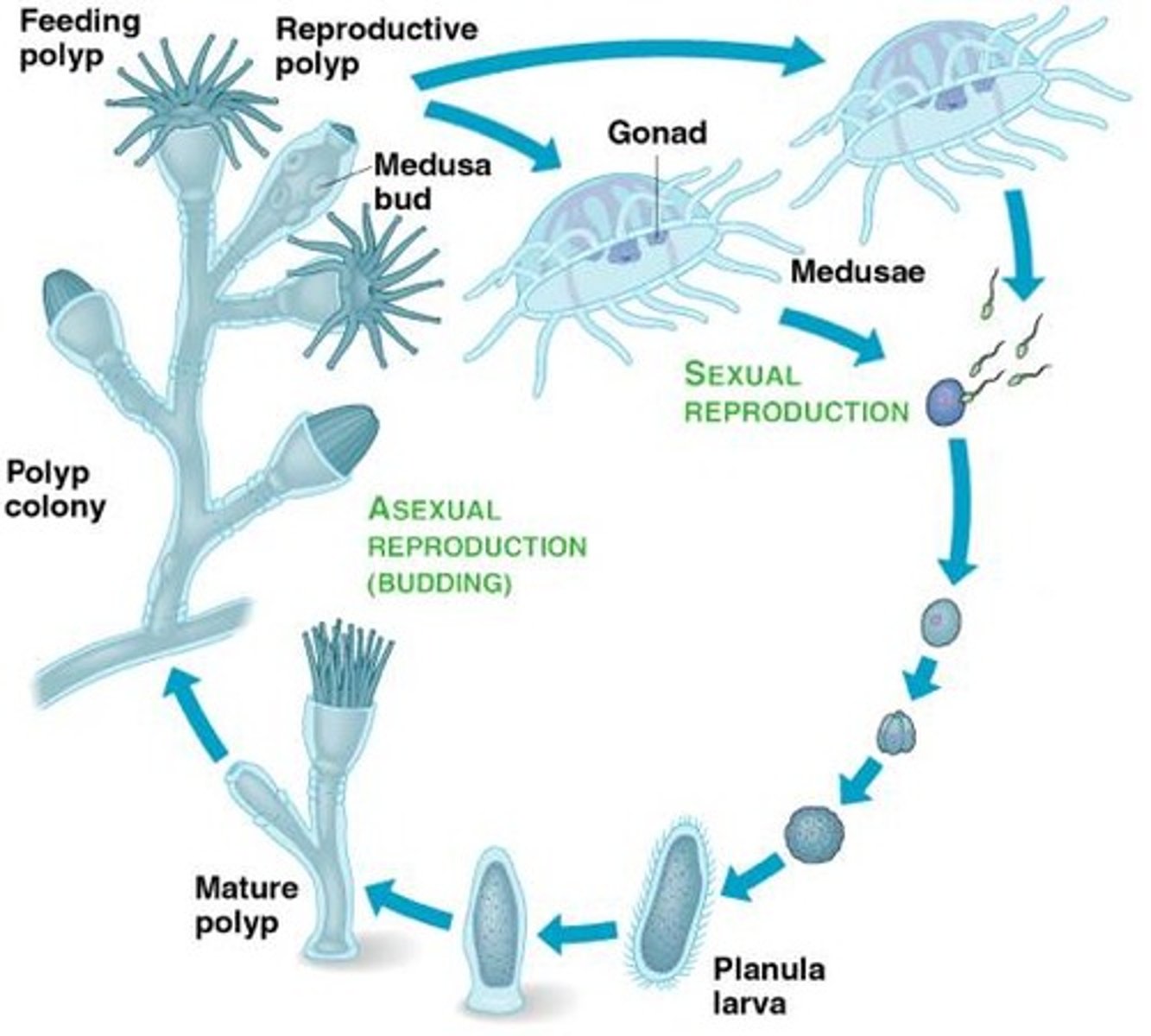 <p>Asexual polyp stage and sexual medusa stage<br>Polyps form buds<br>Buds turn into medusa<br>Adult medusa release gametes<br>Gametes join to form planula larvae<br>Larvae are planktonic<br>Larvae disperse, grow &amp; settle to form polyp</p>