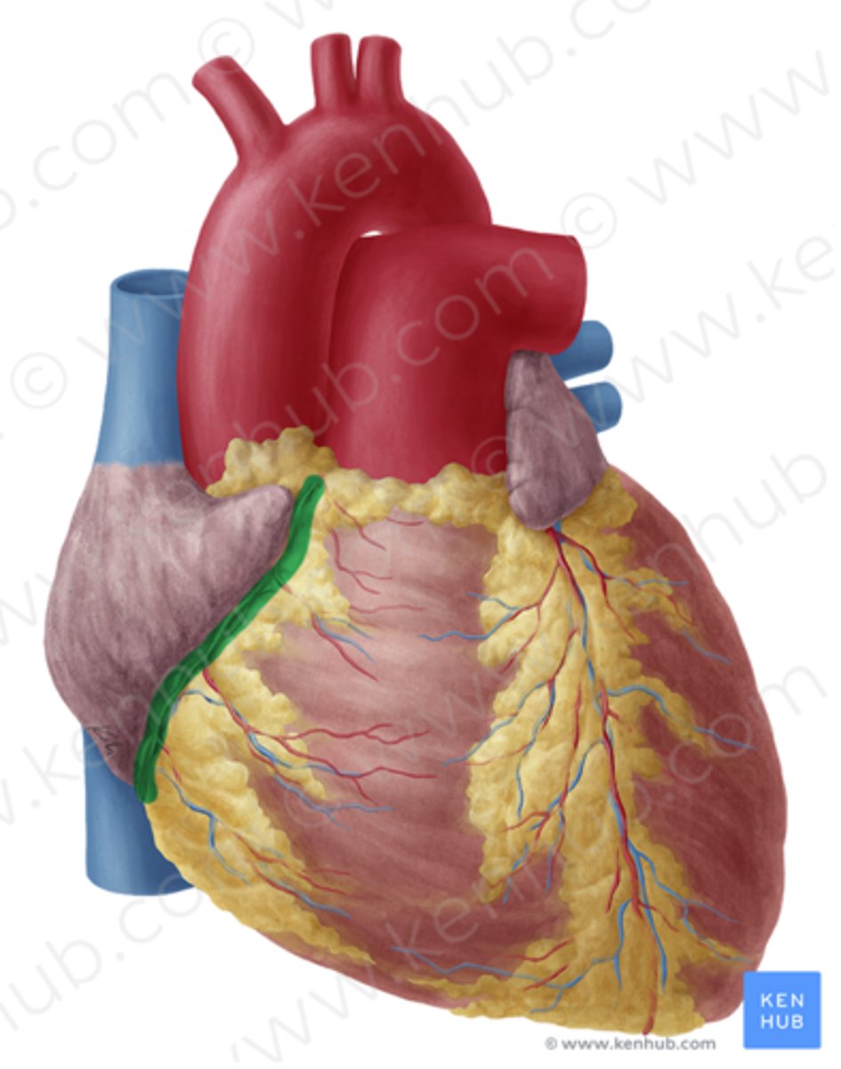 <p>functie: scheidt de atria en ventrikels van het hart</p><p>inhoud: coronaire sinus, rechter en linker kransslagader</p>