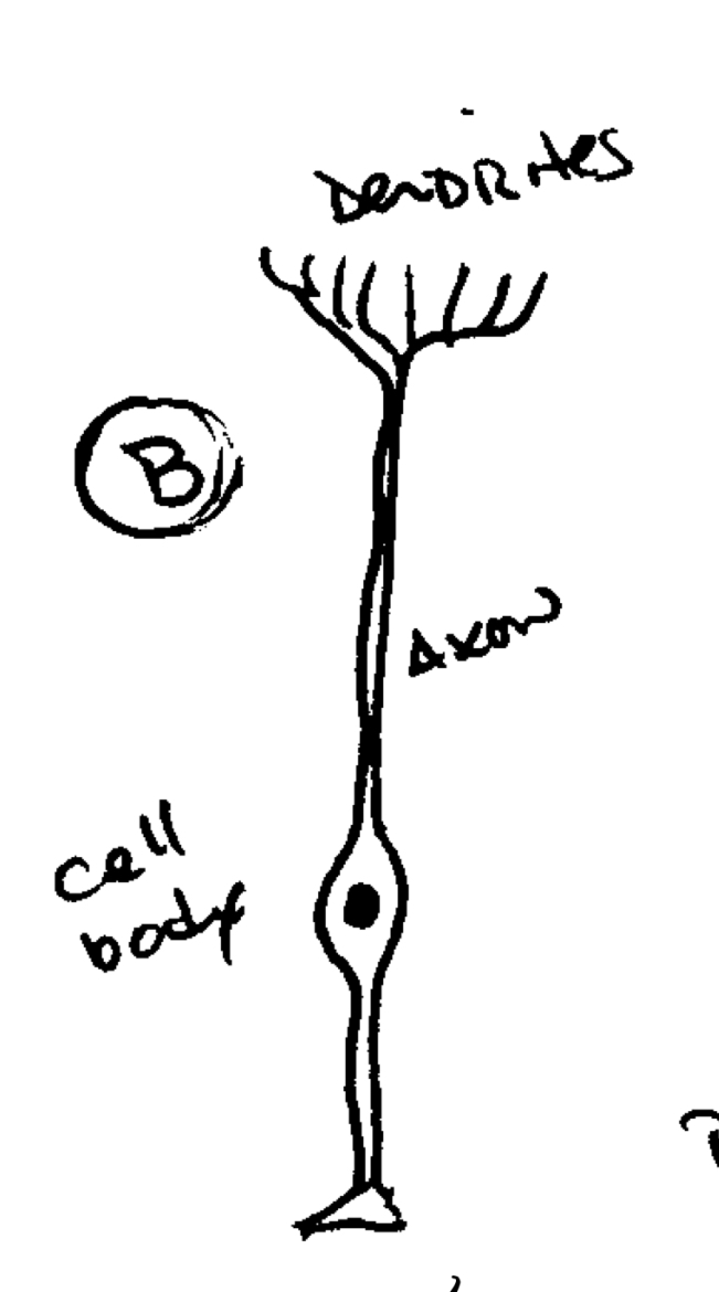 <ul><li><p>2 Neurites from cell body</p></li><li><p>Common in mammals (sensory)</p></li></ul>