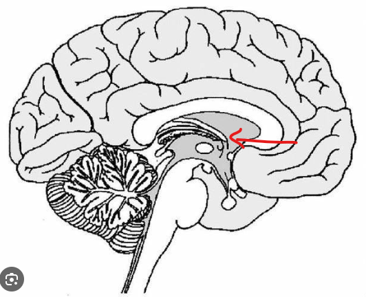 <p>What is the part in the diagram called?</p>