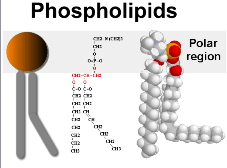 <p>Phospholipid</p>