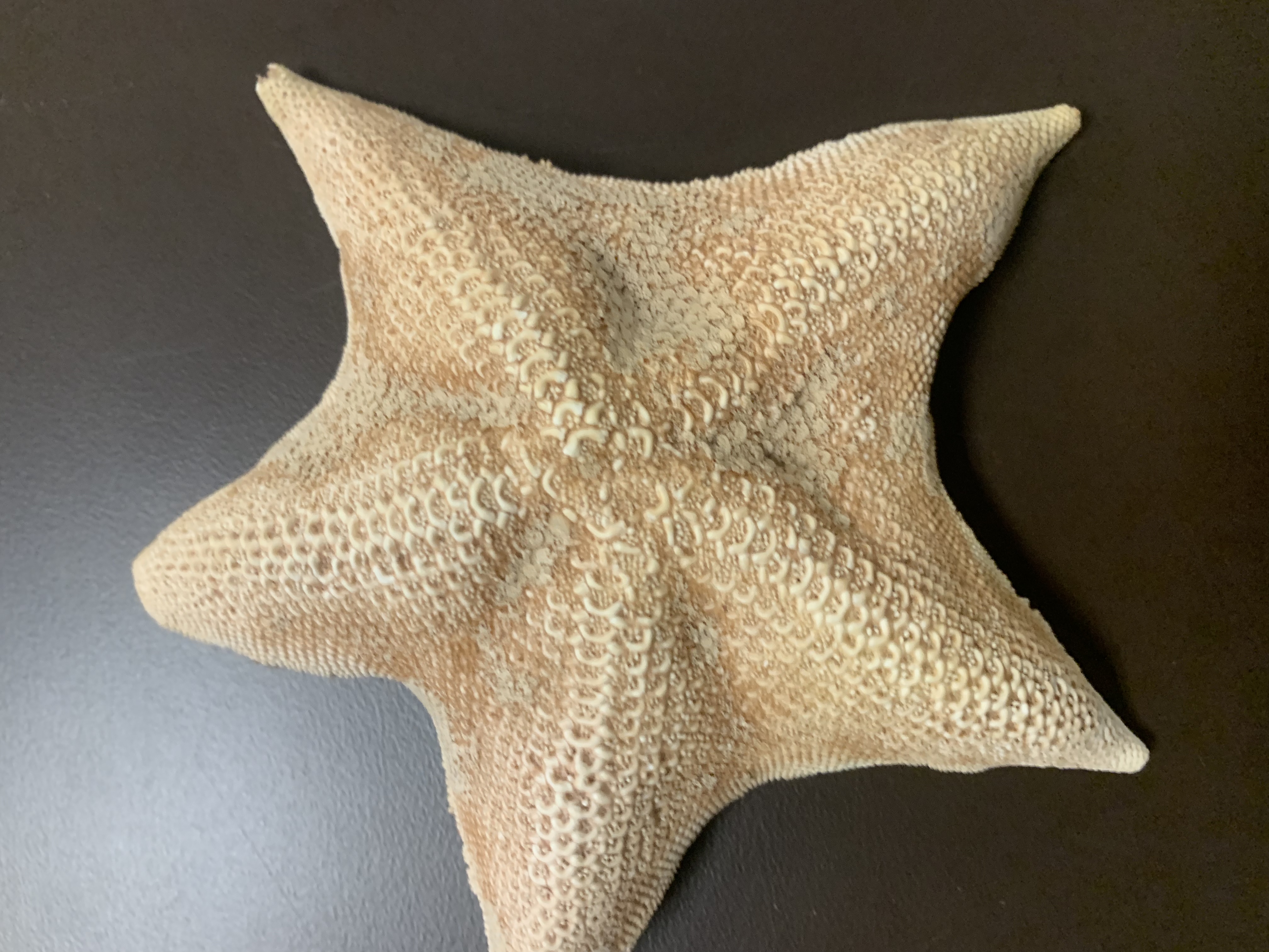 Subphylum 