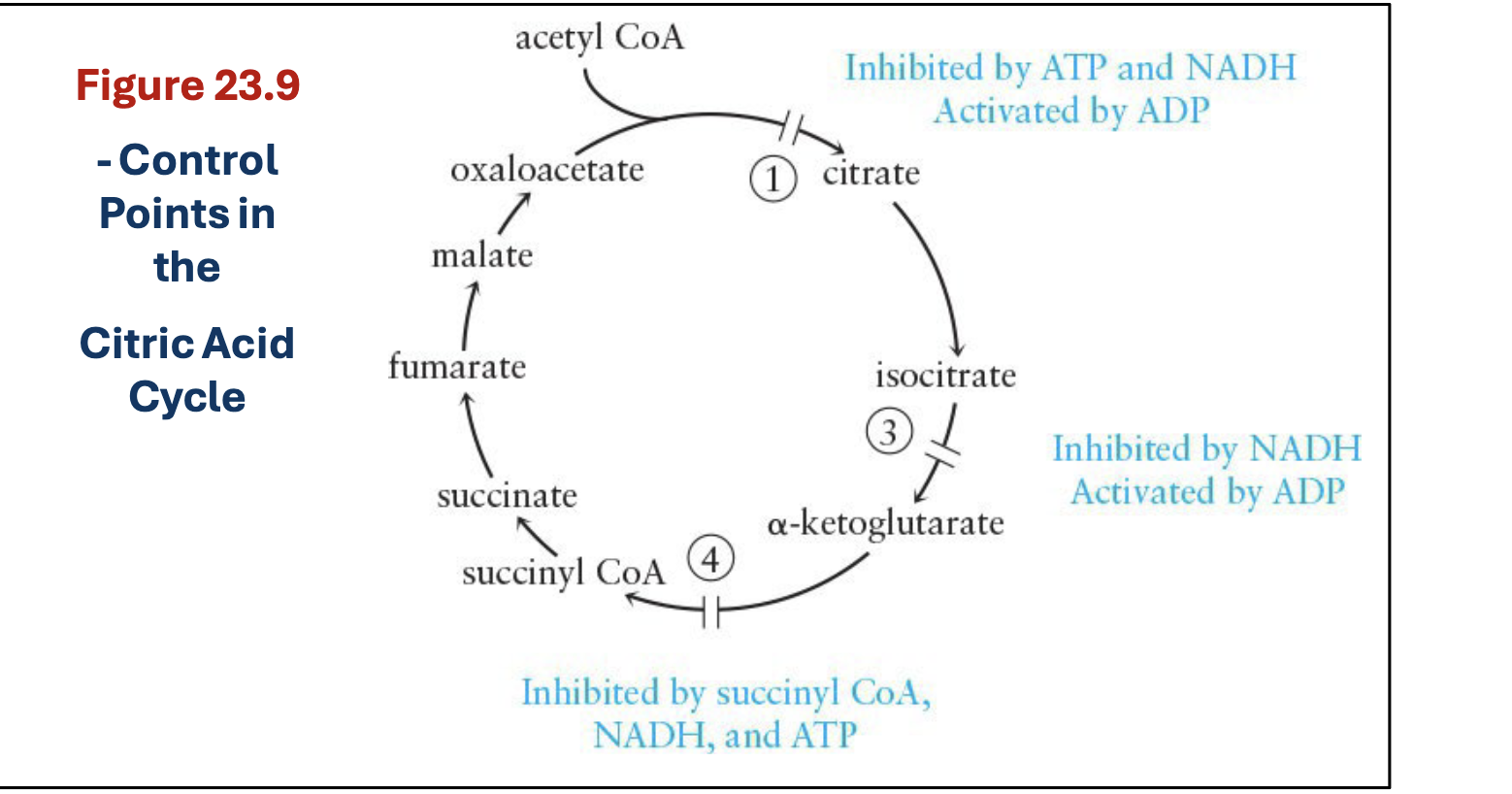 <p>Entry of acetyl CoA and rate of operation of the cycle are:</p><ul><li><p>Reduced when cellular ATP levels are high</p></li><li><p>Stimulated when ATP supplies are low and ADP levels are high</p></li></ul><p></p>